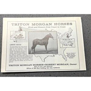 Triton Morgan Horses Vintage Print Ad 1960s Lippitt Pecos Stallions San Jose CA
